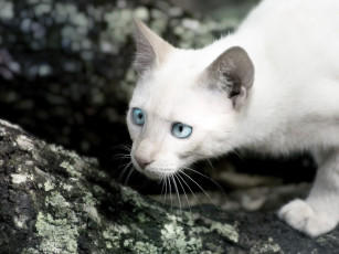 Картинка животные коты