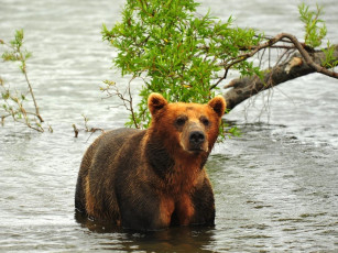 Картинка животные медведи