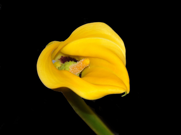 Обои картинки фото цветы, каллы