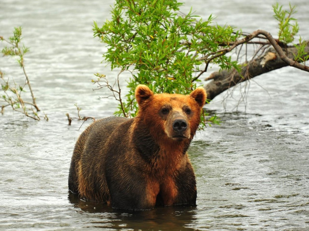 Обои картинки фото животные, медведи