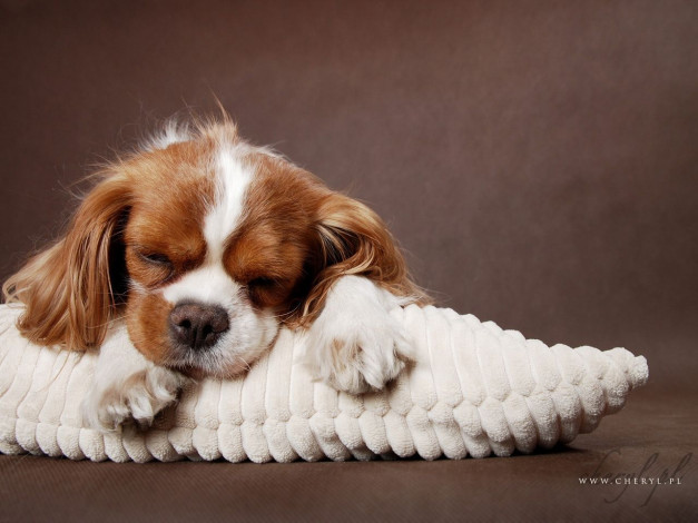 Обои картинки фото животные, собаки