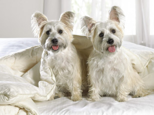 Картинка животные собаки