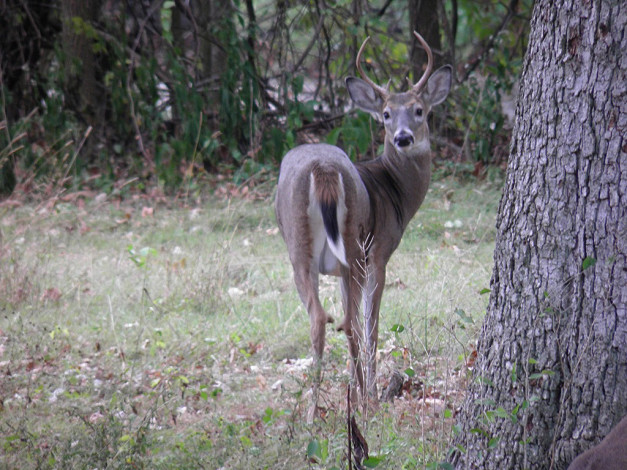 Обои картинки фото животные, олени