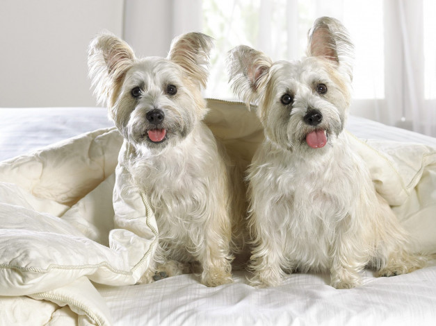 Обои картинки фото животные, собаки