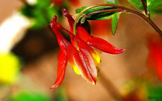 Обои картинки фото цветы, аквилегия, водосбор