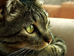 Картинка животные коты глаза