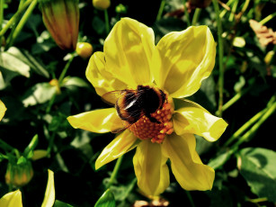 Картинка цветы георгины листья лепестки