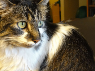 Картинка животные коты глаза