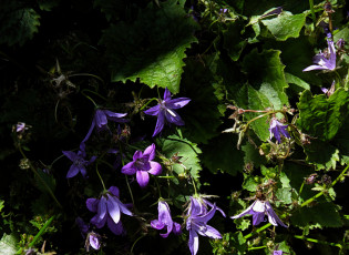 Картинка цветы колокольчики тёмный листья