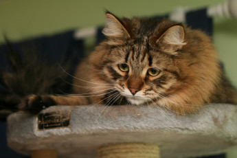 Картинка животные коты