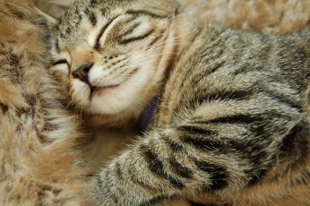 Картинка животные коты спящий кот