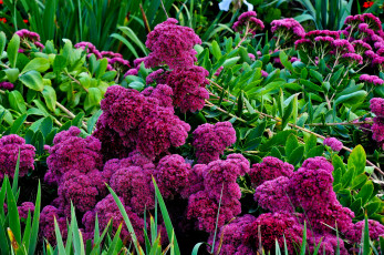 Картинка цветы амаранты зелёный листья