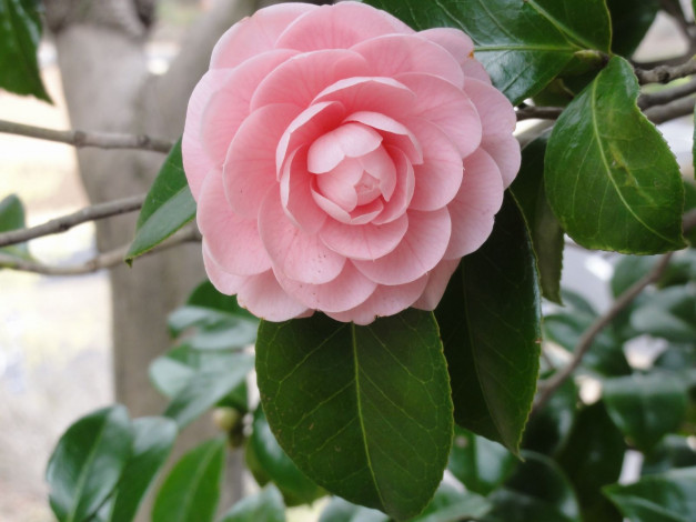 Обои картинки фото цветы, камелии, листья, ветка, камелия