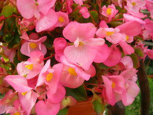 Картинка цветы бегония розовый