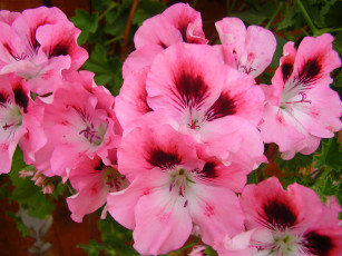 Картинка цветы герань нежность