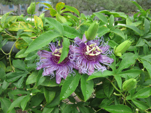 Картинка цветы пассифлора экзотика