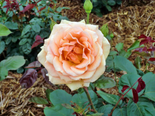 Картинка цветы розы лепестки бутон роза