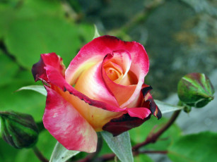 Картинка цветы розы лепестки роза бутон