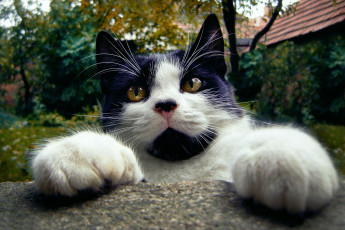 Картинка животные коты мордочка