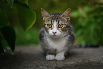 Картинка животные коты мордочка