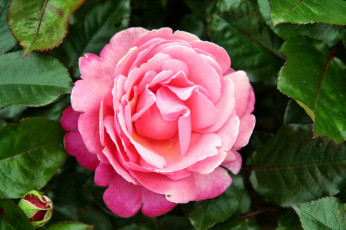 Картинка цветы розы бутон лепестки роза