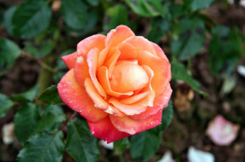 Картинка цветы розы лепестки бутон роза