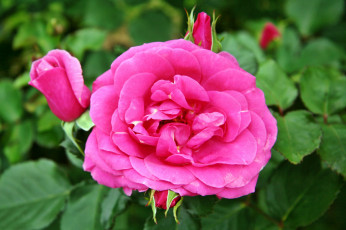 Картинка цветы розы лепестки роза бутон