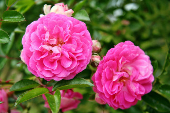 Картинка цветы розы лепестки роза бутон