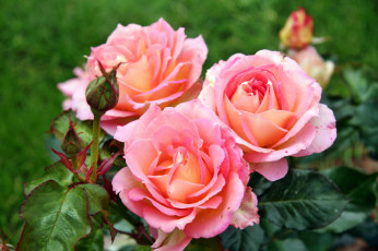 Картинка цветы розы лепестки роза бутон