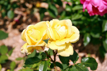 Картинка цветы розы роза бутон лепестки