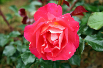 Картинка цветы розы роза бутон лепестки