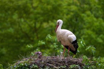Картинка животные аисты гнездо