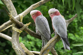 Картинка животные попугаи птички