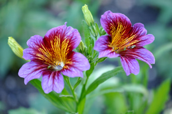 Картинка цветы сальпиглоссис макро