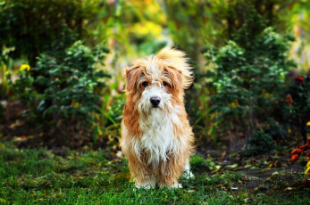 Картинка животные собаки мордочка