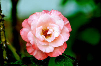 Картинка цветы розы роза бутон лепестки