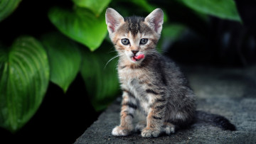 Картинка животные коты мордочка