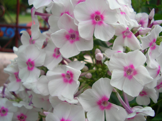 Обои картинки фото цветы, флоксы, нежность