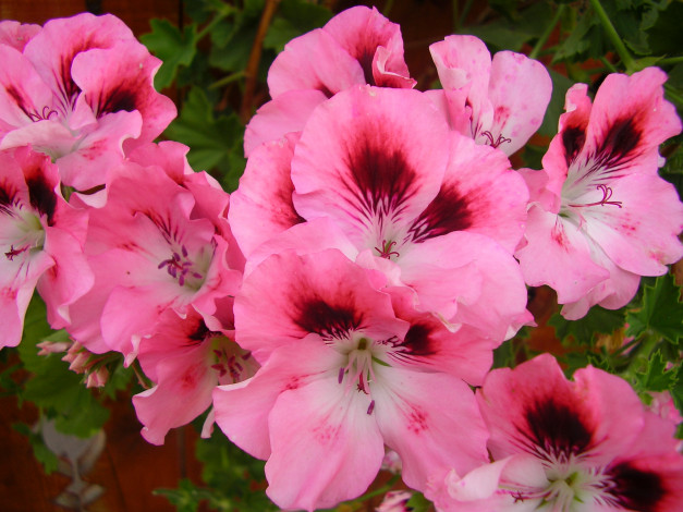 Обои картинки фото цветы, герань, нежность