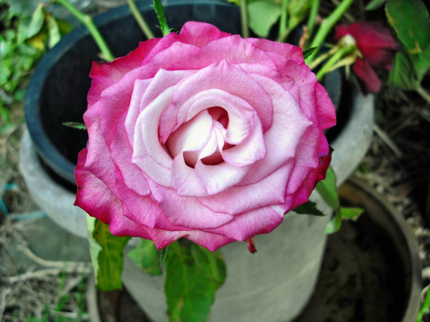 Обои картинки фото цветы, розы, роза, бутон, лепестки