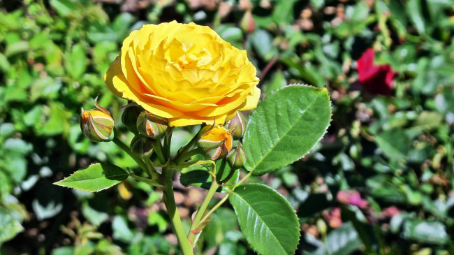 Обои картинки фото цветы, розы, лепестки, бутон, роза