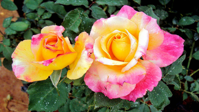 Обои картинки фото цветы, розы, роза, бутон, лепестки