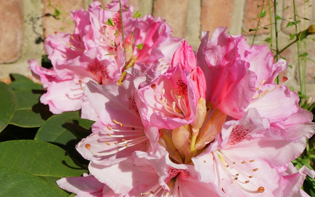 Обои картинки фото цветы, рододендроны, азалии, макро