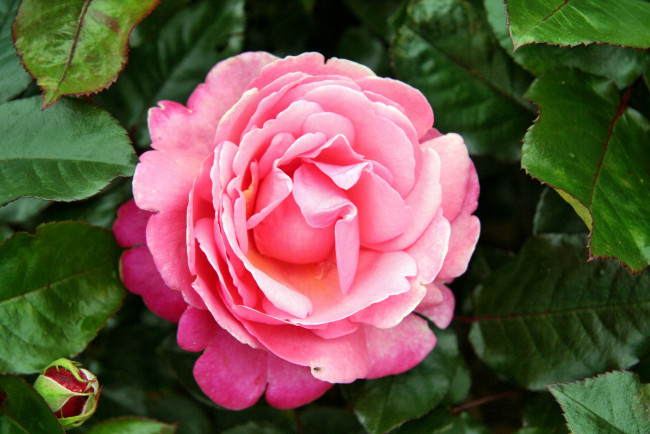 Обои картинки фото цветы, розы, бутон, лепестки, роза