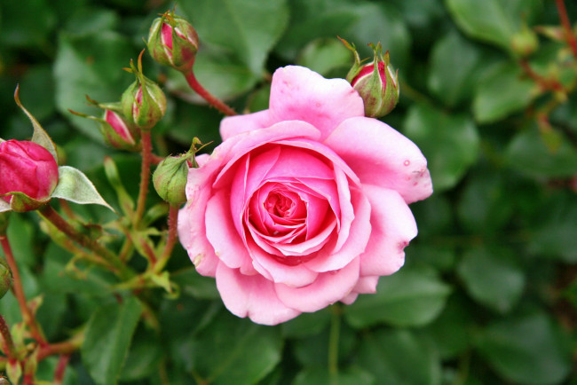 Обои картинки фото цветы, розы, лепестки, бутон, роза