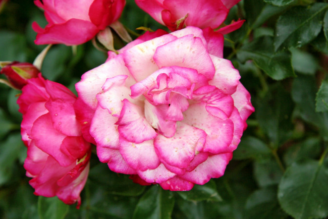 Обои картинки фото цветы, розы, роза, бутон, лепестки