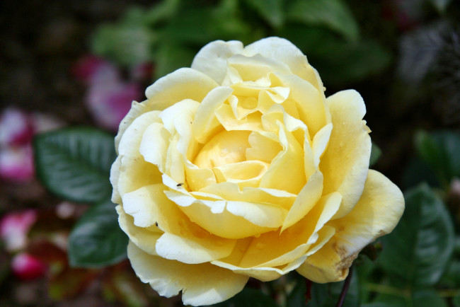 Обои картинки фото цветы, розы, роза, бутон, лепестки