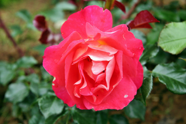 Обои картинки фото цветы, розы, роза, бутон, лепестки