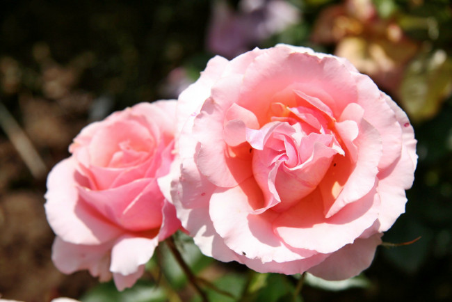 Обои картинки фото цветы, розы, роза, бутон, лепестки