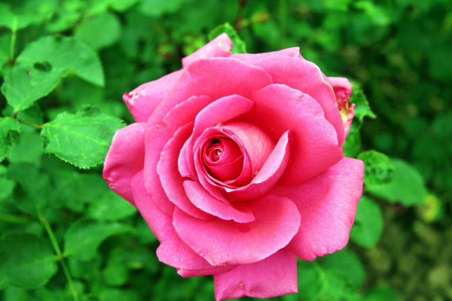 Обои картинки фото цветы, розы, роза, бутон, лепестки